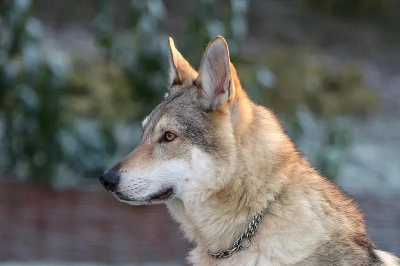 比特犬美国斗牛犬攻击性犬种_捷克狼犬禁养犬危险性犬种_美国恶霸犬和比特犬有什么区别