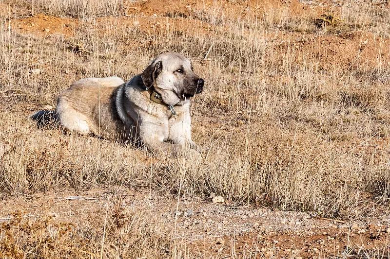 美国恶霸犬和比特犬有什么区别_捷克狼犬禁养犬危险性犬种_比特犬美国斗牛犬攻击性犬种