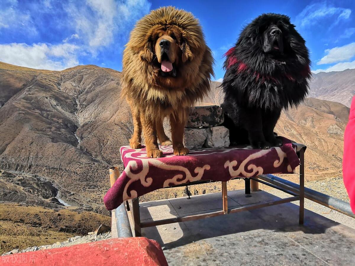 凶猛犬种介绍_美国恶霸犬和比特犬有什么区别_最凶猛的狗排名