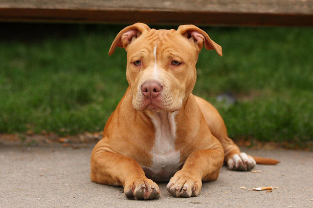 美国恶霸犬和比特犬有什么区别_American Pit Bull Terrier_Staffordshire Bull Terrier