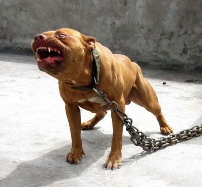 American Pit Bull Terrier_Staffordshire Bull Terrier_美国恶霸犬和比特犬有什么区别