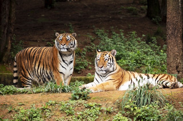 属鸡和属虎的缘份与财运_2026丙午马年属虎人运势_属虎人马年事业贵人相助
