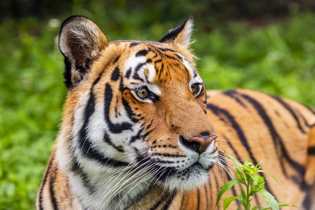 属鸡和属虎的缘份与财运_属虎人马年事业贵人相助_2026丙午马年属虎人运势